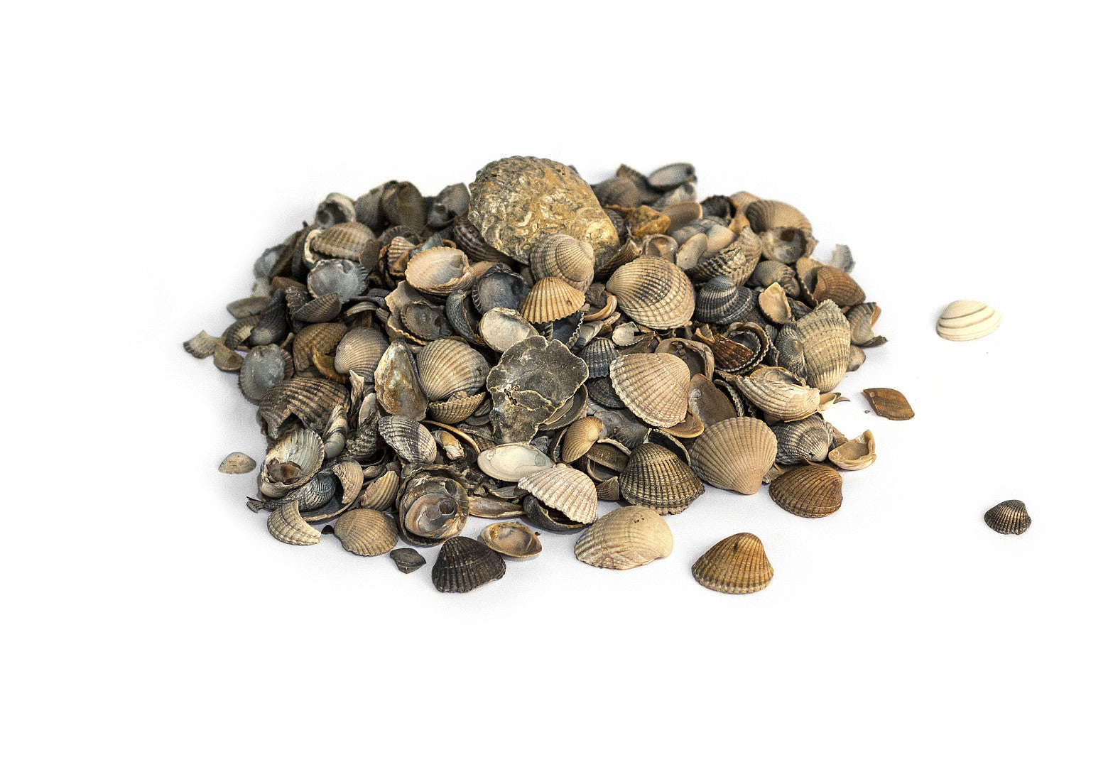 Muschelschalen 8-16mm 15ltr.-Sack
