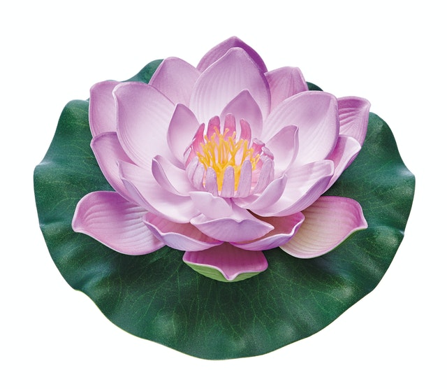 Pontec PondoLily Seerose -violett