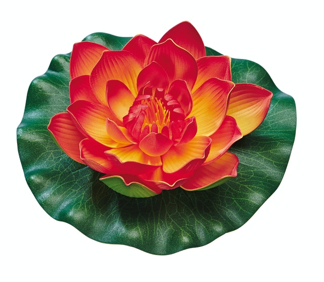 Pontec PondoLily Seerose - orange